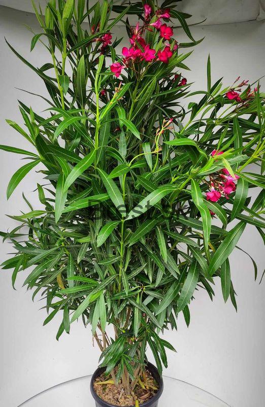 Nerium oleander 'Rosso Semplice'